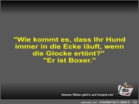 Wie kommt es, dass Ihr Hund immer in die Ecke l�uft, wenn