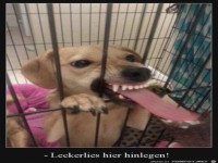 Hier die Leckerlis platzieren