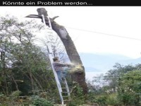 Baumf�llung auf wackeliger Leiter