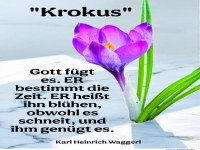 krokus