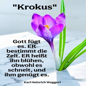 krokus.jpg von Fabioma