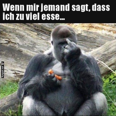Gorilla-gibt-freche-Antwort.jpg von Felia-51