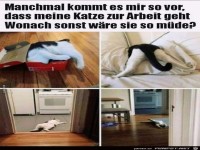 warum ist die Katze so m�de?