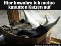 Karton fr kaputte Katzen