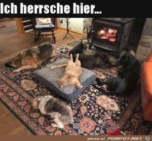 Katze-ist-der-Chef.jpg auf www.funpot.net