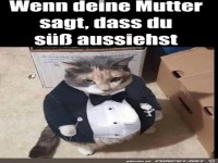 Böser Katzenblick