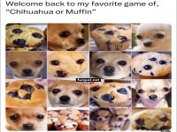 Muffin or Chihuahua? A Fun Visual Game