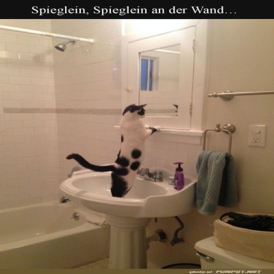 Katze-fragt-den-Spiegel-um-Rat.jpg von Ida-1969