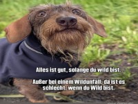Wild und weise: Der Dachshund-Sinnspruch
