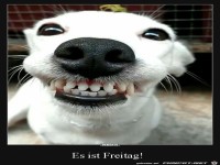 Freitag