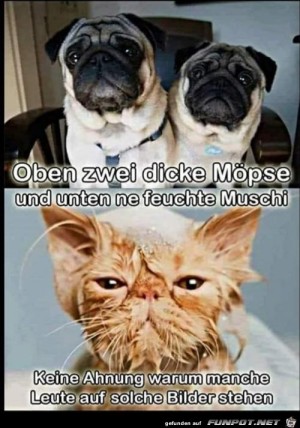 Möpse-und-Muschi.jpg auf www.funpot.net
