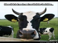diese Kuh hat noch zwei zus�tzliche Gesichter