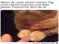 Dein bester Freund ist f�r dich da