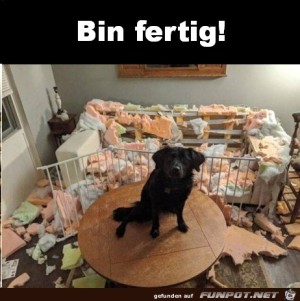 Hund-hat-ganze-Arbeit-geleistet.jpg auf www.funpot.net