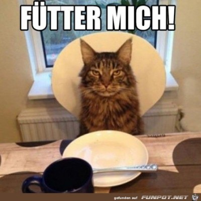 Die-Katze-wartet.jpg von Finn