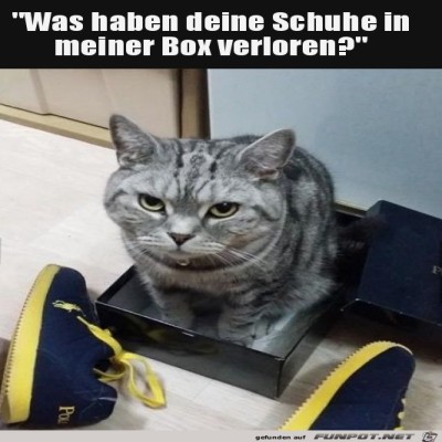 Schuhe-in-der-Box.jpg von Mia