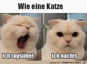 Wie-eine-Katze.jpg auf www.funpot.net