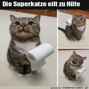 fun-Bild: Superkatze