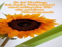 Freitag schnes Wochenende Sonnenblume