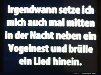 Nachts neben einem Vogelnest singen