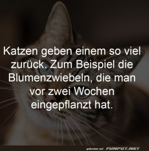 Katzen-und-ihre-überraschenden-Geschenke.jpg auf www.funpot.net