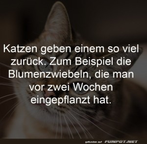 fun-Bild: Katzen und ihre überraschenden Geschenke