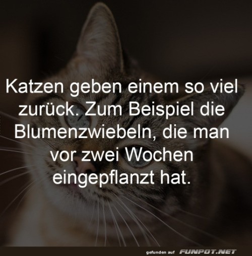 Katzen-und-ihre-berraschenden-Geschenke.jpg auf www.funpot.net