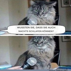 fun-Bild: Die Katze und das nächtliche Geheimnis
