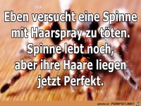 Eben versucht eine Spinne