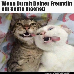 fun-Bild: Katzen-Selfie: Vergnügen garantiert!