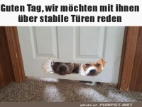 Hunde-Hausbesuch durch DIY-Hundeservice!