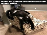 Modenschau der entspannten Katze