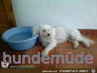 hundemuede