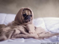 ich bin der kleine Yoda