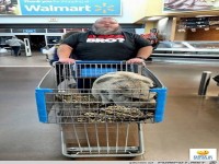 Its-strange-enough-to-travel-somewhere-with-a-pig-but-to-the