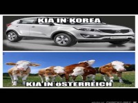 Kia (K�he) in �sterreich