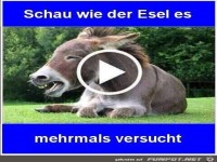 Esel