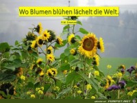 wo blumen bluehen