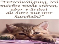 Katze will kuscheln