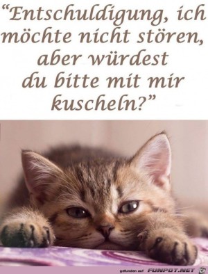Katze-will-kuscheln.jpg auf www.funpot.net
