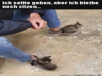 Zwei se kleine Ktzchen auf den Schuhen