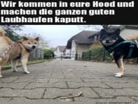Hunde-Drohung