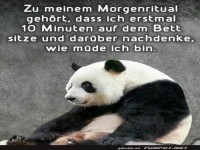 Panda und Morgenrituale