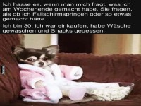 Entspannter Hund im Bademantel