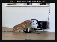 Pnktlicher Kater plant das Mittagessen