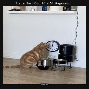 Pünktlicher-Kater-plant-das-Mittagessen.jpg von Jolie1976