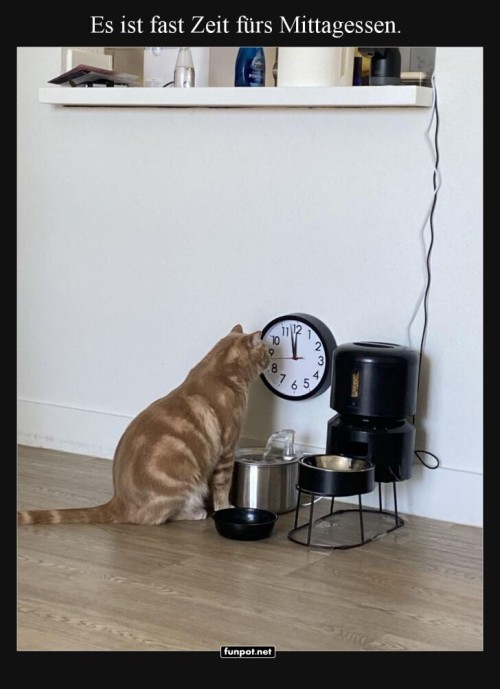 Pünktlicher-Kater-plant-das-Mittagessen.jpg auf www.funpot.net