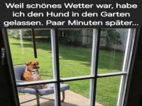 Herrschaftliches Hundeleben im Sonnenschein!