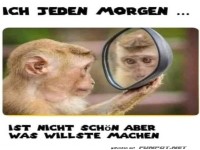 Affentheater im Morgenspiegel