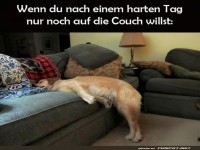Couch-Hündchen nach Feierabend